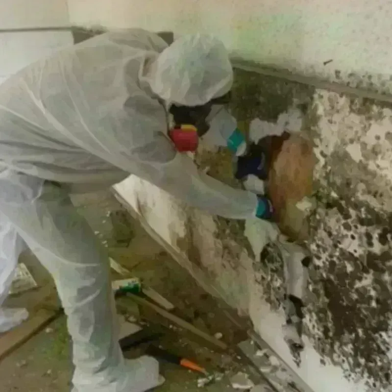 Mold Remediation and Removal in Granite City, IL